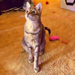 Brown-striped cat sitting