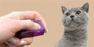 clicker training