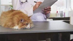 Cat on vet examining table