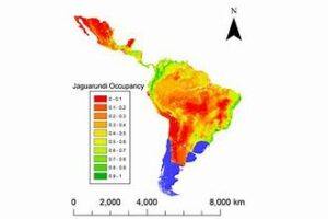 Map showing habitat of jaguarundi
