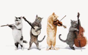 Cats like music too