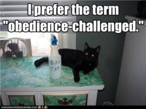 Cat on table: "I prefer the term 'obedience-challenged.'"